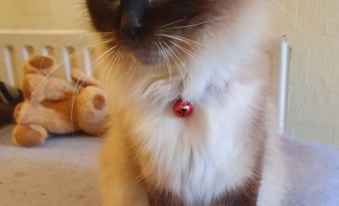 Holmes Tom DVM Folkston