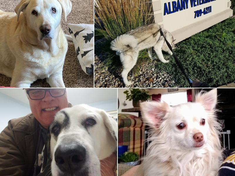 Albany Veterinary Clinic Inc.