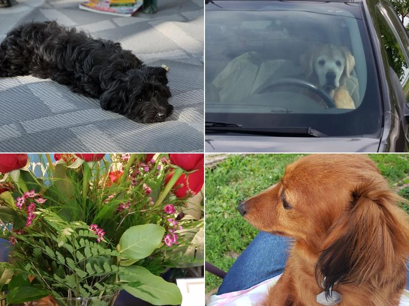 Parker Veterinary Service