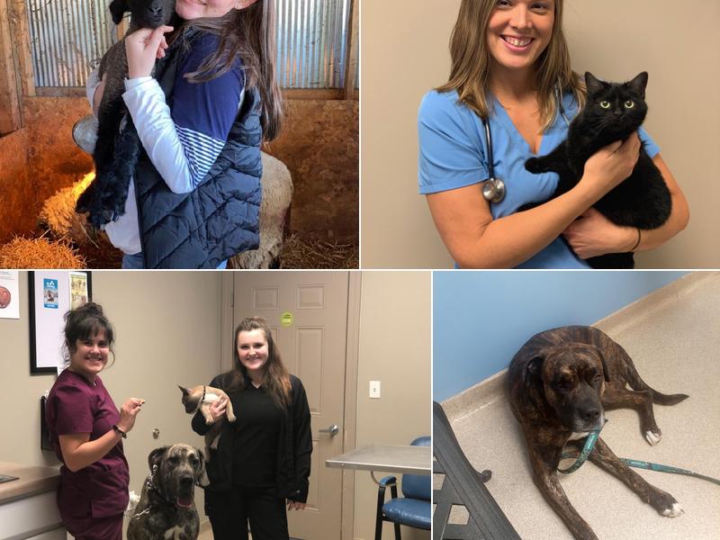 Farm & Family Veterinary Service