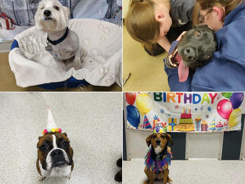 Dr. Rose Robertson, DVM