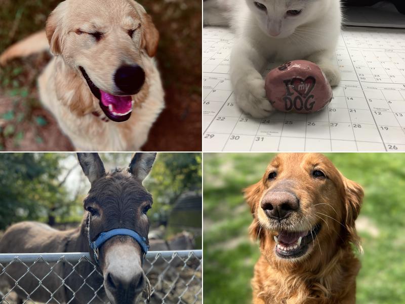 Delphi Veterinary Clinic