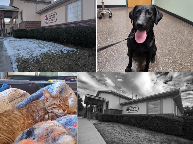 Brickyard Animal Hospital