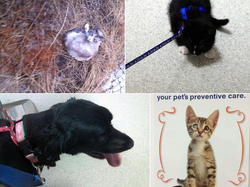 Sugar House Veterinary Hospital: Barton James B. DVM