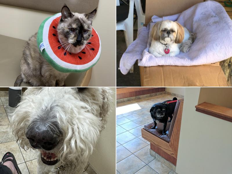 Dermatology for Animals - Salt Lake City