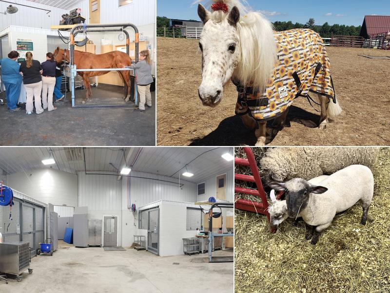 Allegheny Equine Veterinary Service