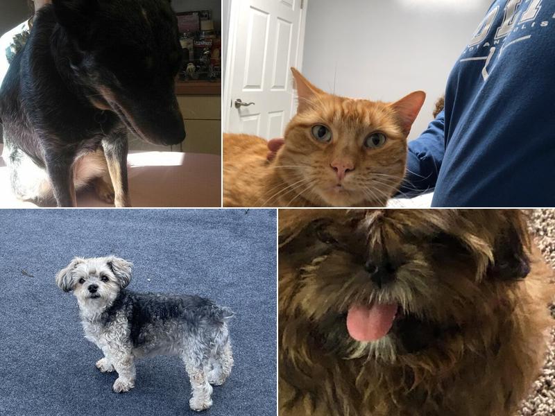 Academy Animal Hospital