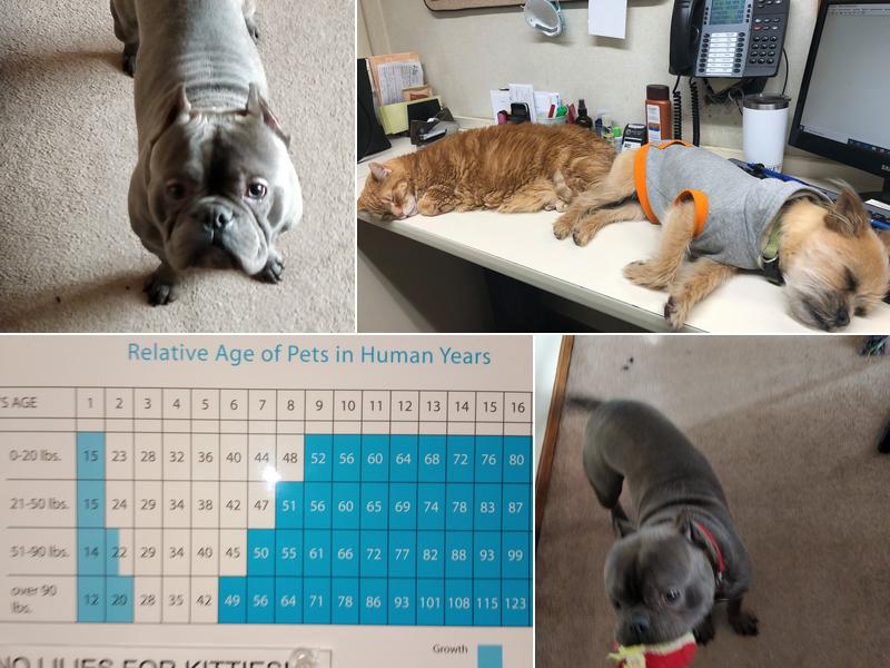 Belmont Veterinary Clinic