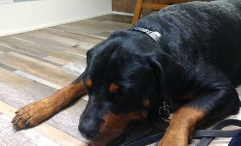 Village Green Veterinary Service Inc