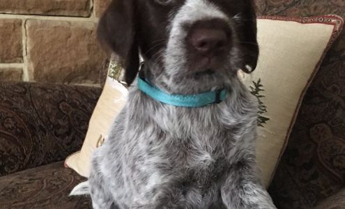 Family Pet Center At All Crtrs