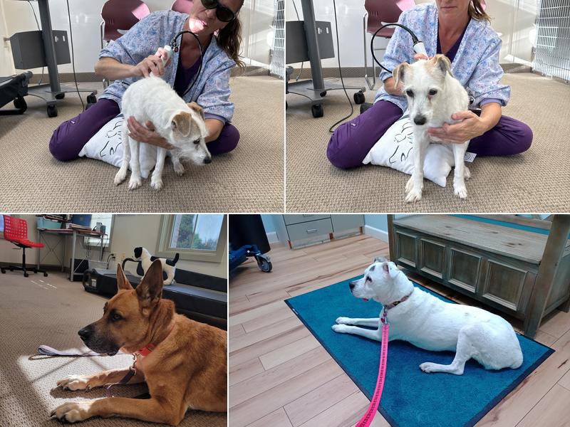 Animal Wellness and Healing Center