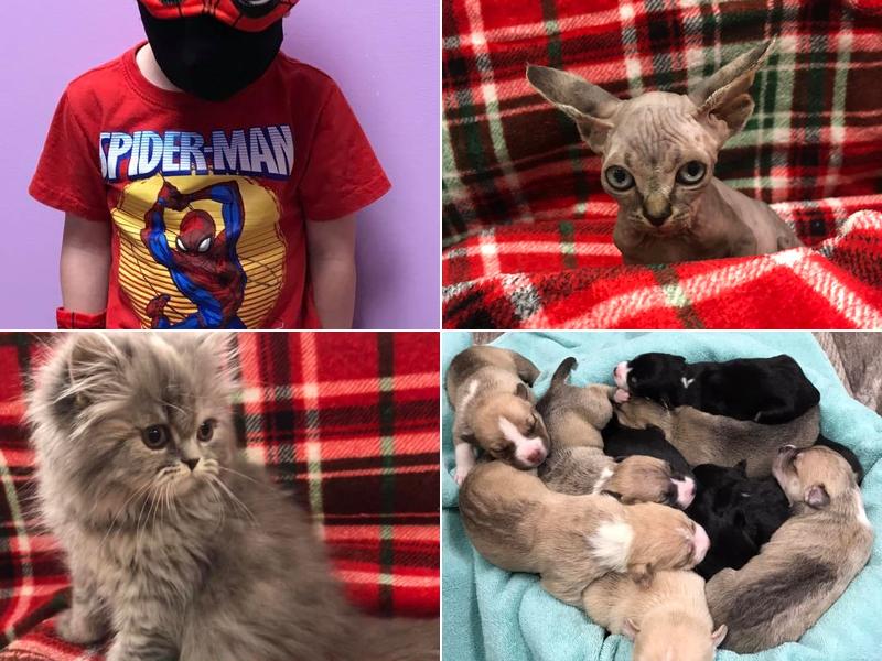 Austintown Veterinary Clinic: Greer T DVM