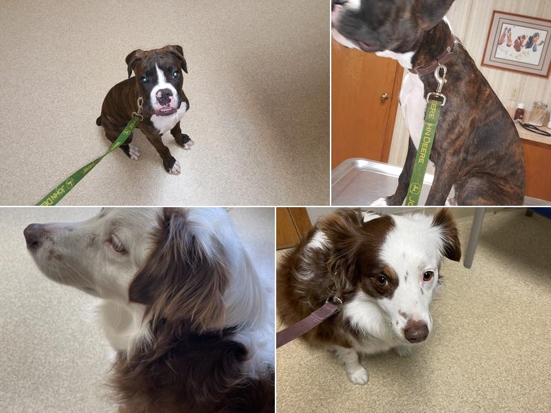 Shelby Veterinary Service, P.C.