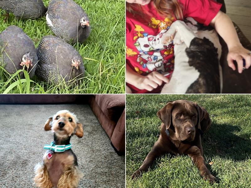 Pittsfield Veterinary Clinic