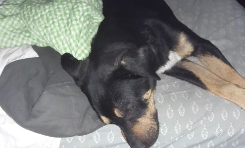 Southwest Animal Hospital