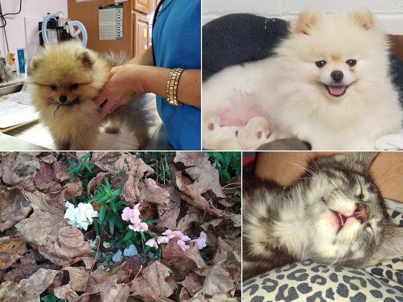 Frankford Veterinary Hospital