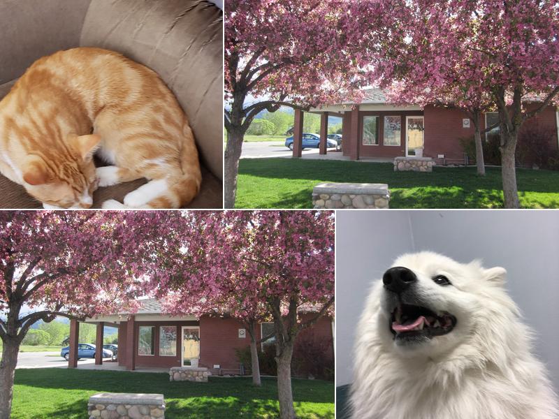 Cache Meadow Veterinary Clinic