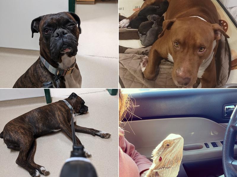 North Cache Veterinary Services