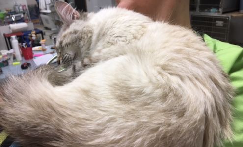 KC Cat Clinic 7107 Main St, Kansas City Missouri 64114