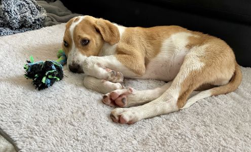 Roeland Park Veterinary Center