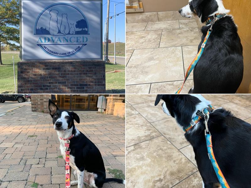 Advanced Veterinary Care of Olathe