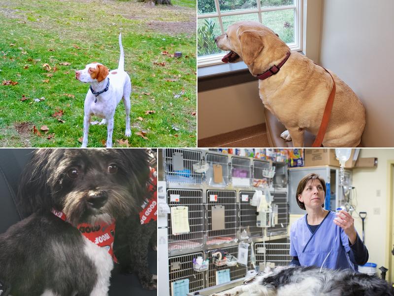 Jefferson Veterinary Hospital