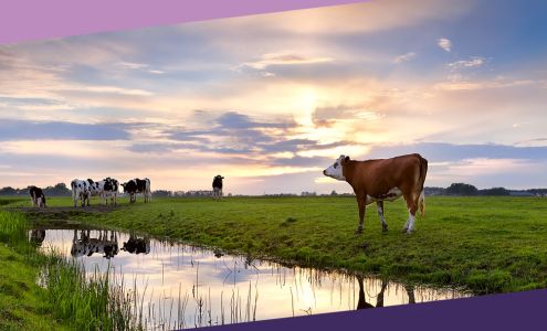 Auburn Animal Clinic Auburn