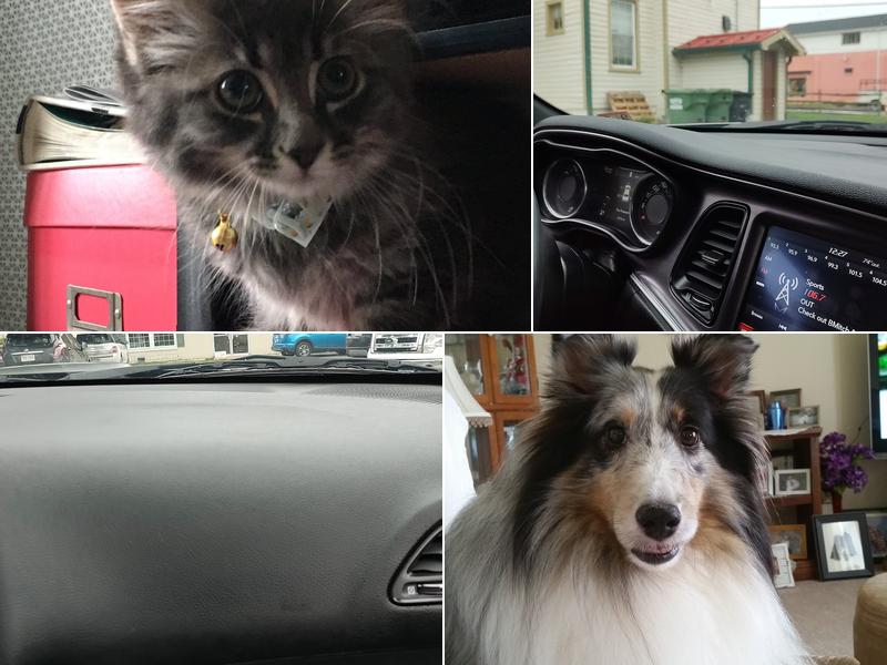 Marshall Veterinary Clinic