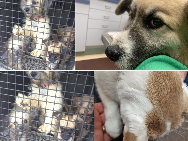 Blue Ridge Veterinary Associates