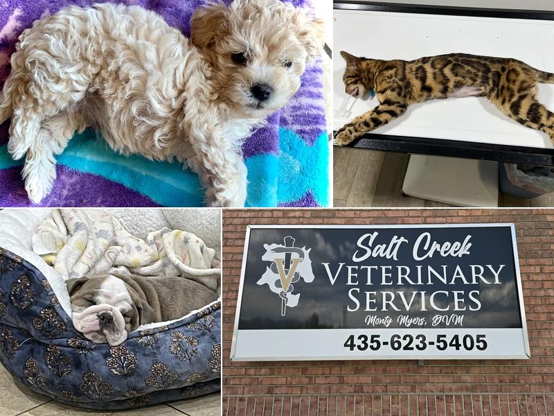 Salt Creek Veterinary Services