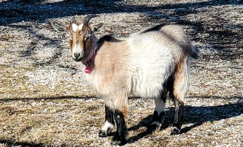 Countryside Veterinary Large Animal Clinic Bolivar