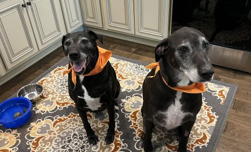 Sheabel Veterinary Hospital Lexington