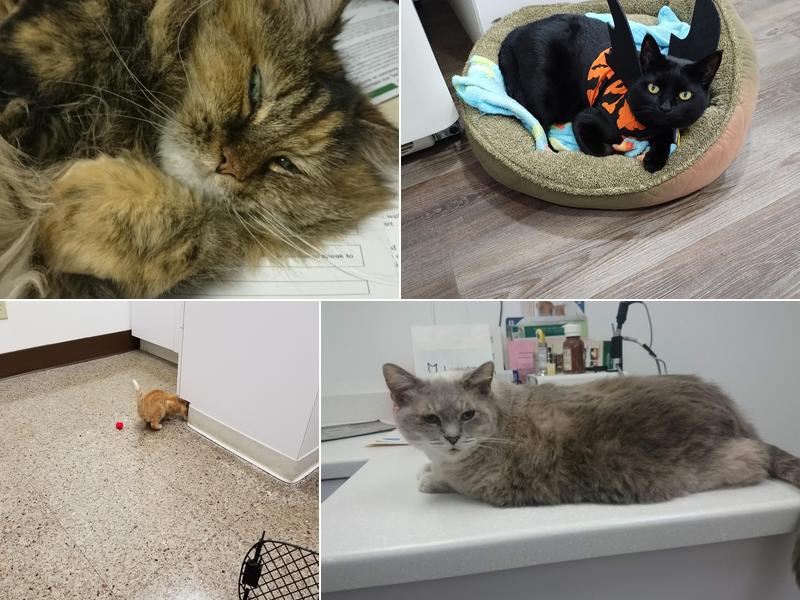 Lexington Hospital For Cats