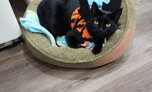 Lexington Hospital For Cats