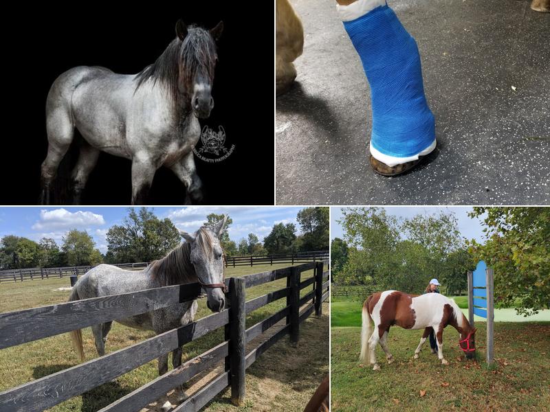 Park Equine Hospital