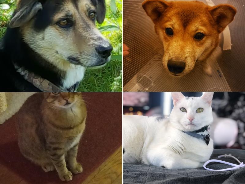 Fox Valley Veterinary Hospital