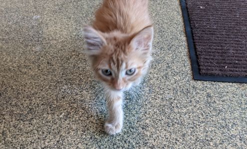 Ottawa Veterinary Hospital Ottawa