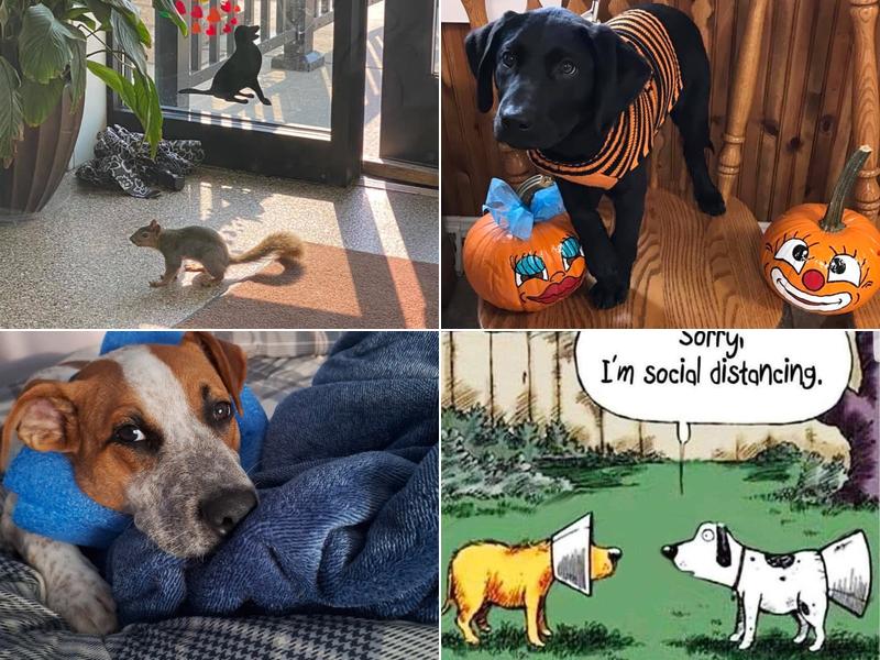 Novak Rinker Veterinary Clinic