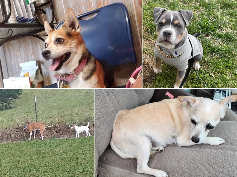 Westgate Veterinary Hospital