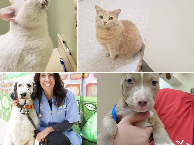 Covedale Pet Hospital