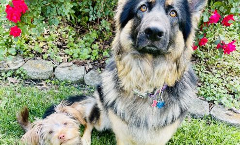 Delhi Veterinary Clinic, Inc