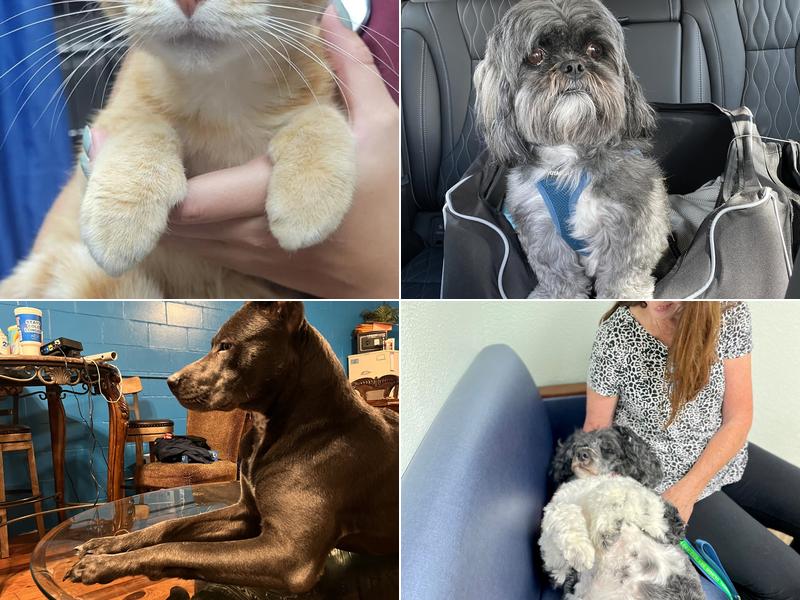 Rockledge Animal Clinic