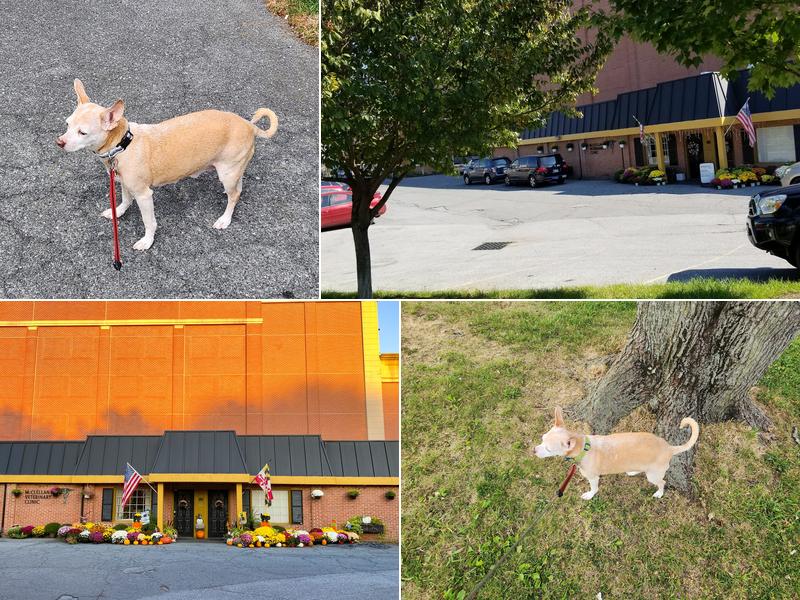 McClellan Veterinary Clinic