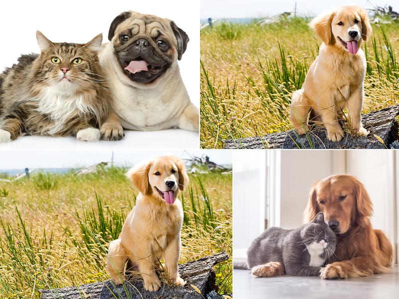 Glade Valley Animal Hospital