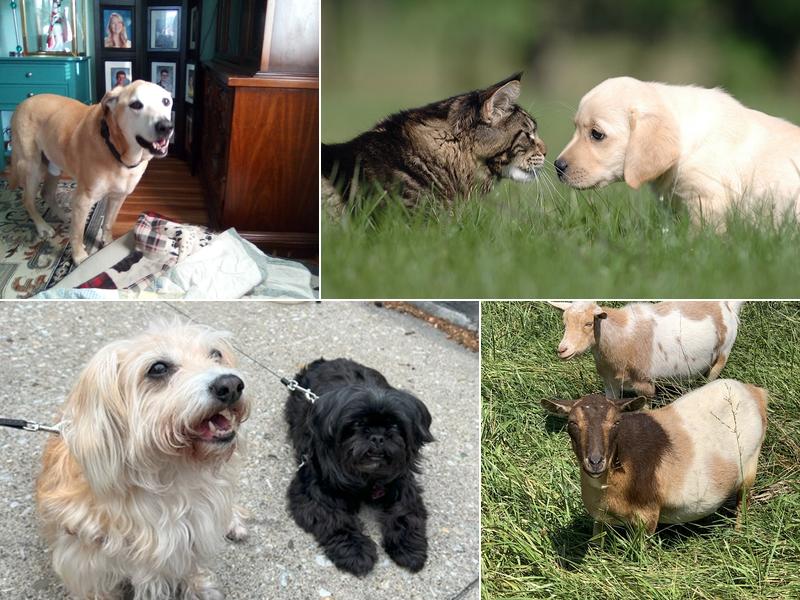 Bach Veterinary Clinic