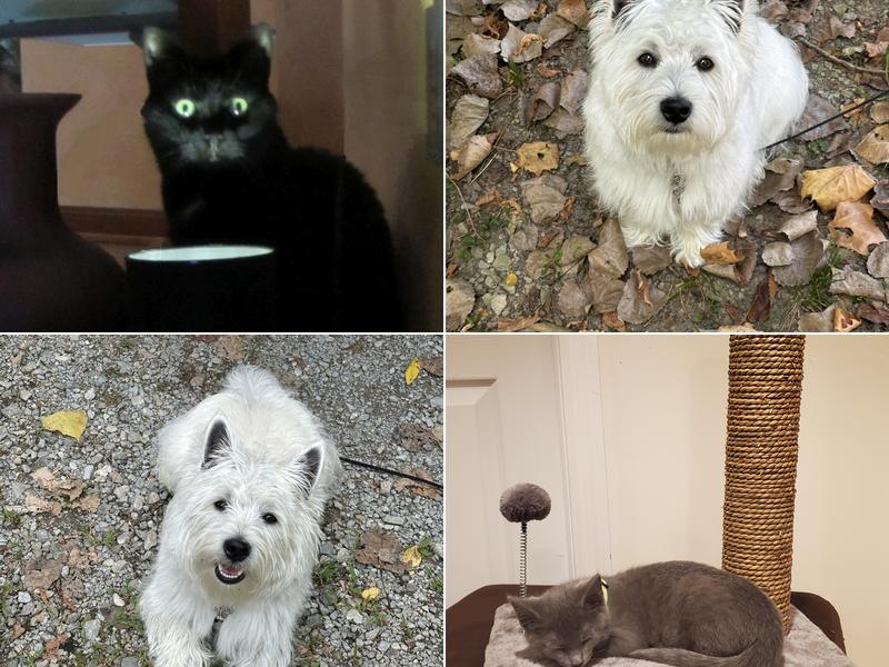 Heekin Animal Hospital