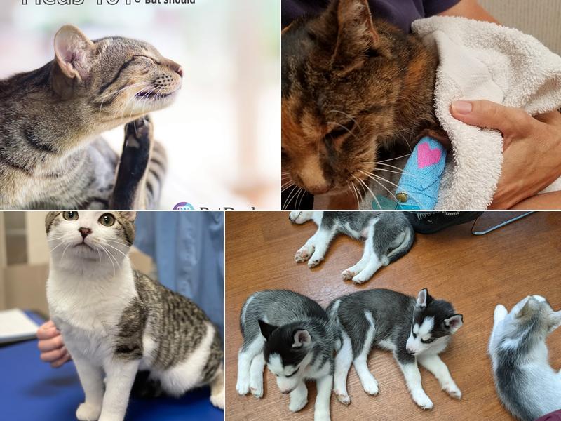 The Animal Hospital on Mt Lookout Square