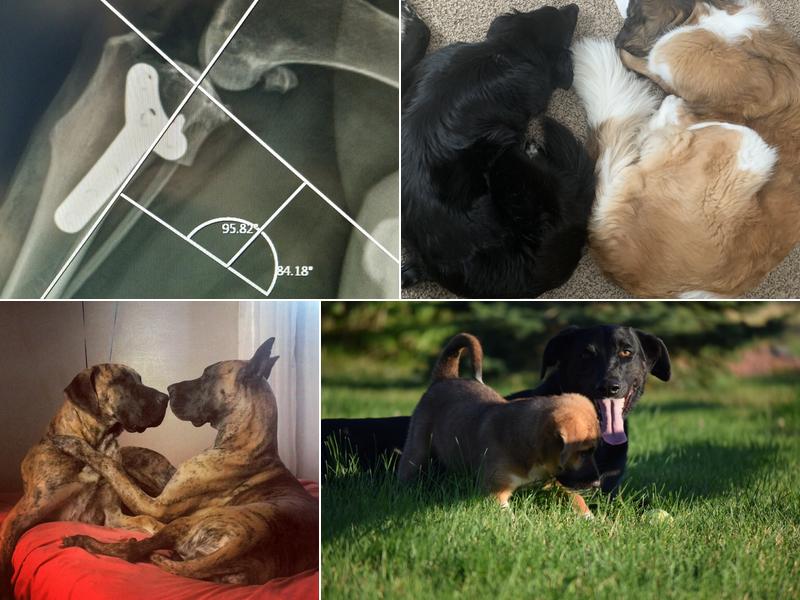 Baumgardner Veterinary Care: Scott and Jennifer Baumgardner DVM