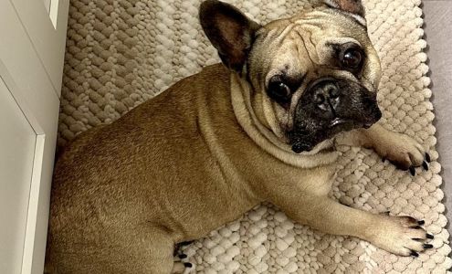 Geske Susan DVM Bozeman