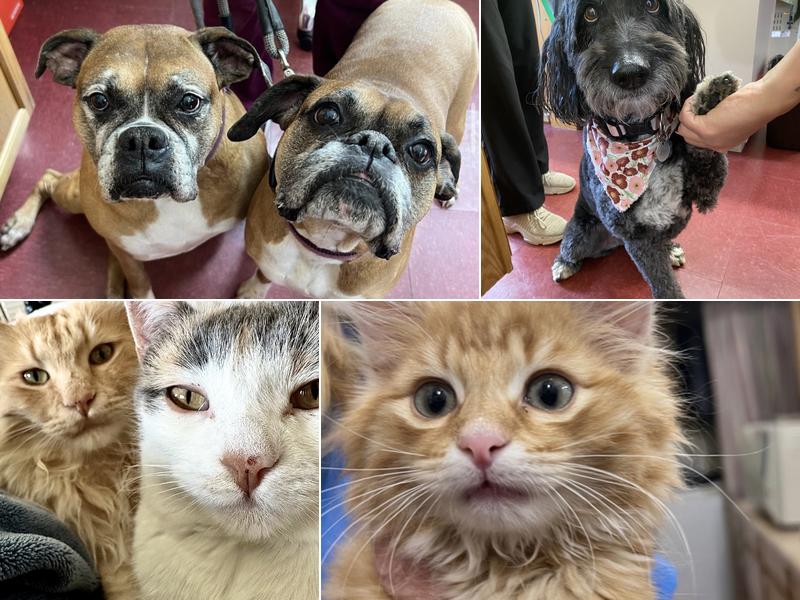 Foothills Veterinary Hospital